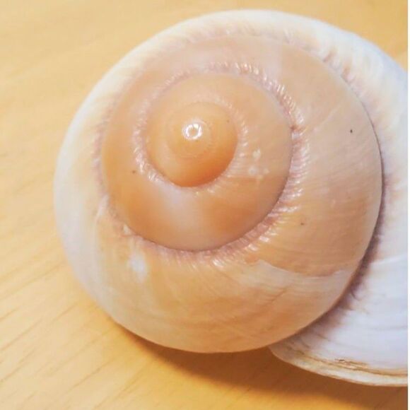 This is a marine gastropod, Sea Snail in light colors 3.25" Long - Picture 4 of 6